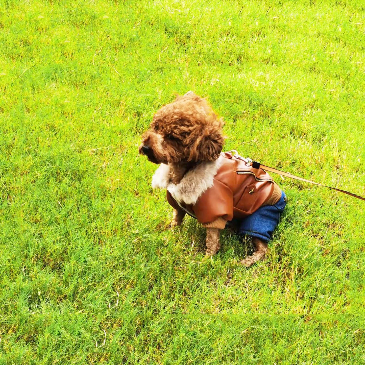 Super Thickness Brown Fashion Handsome Pet Dogs Winter Coat Punk Style Dogs Clothing Warm Jacket Coat For Small Dog Jumpsuit